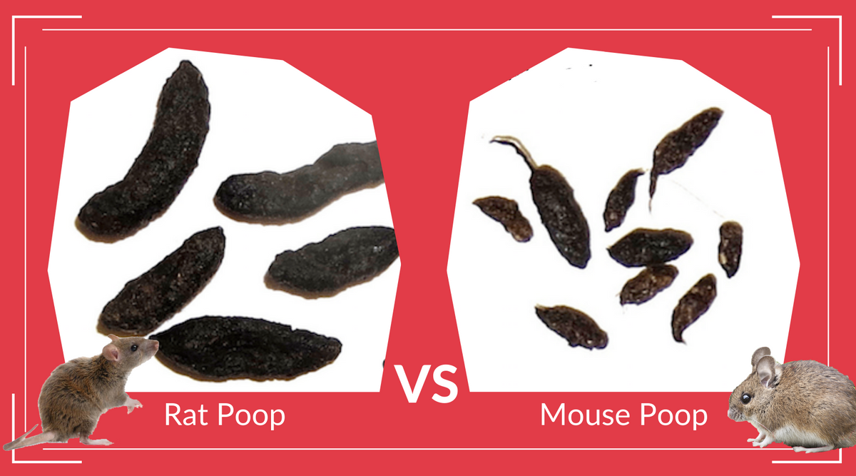 1660202548 Rat Poop Vs Mouse Poop Feature 1200x ?v=1660202635