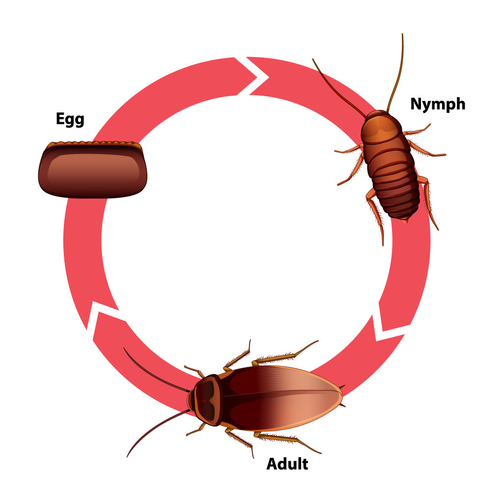 Cockroach Life Cycle Stages Pest Supply Canada