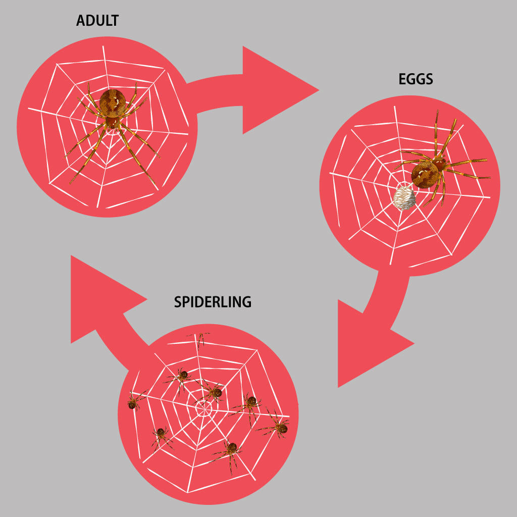 what-is-the-life-cycle-of-a-spider-pest-supply-canada