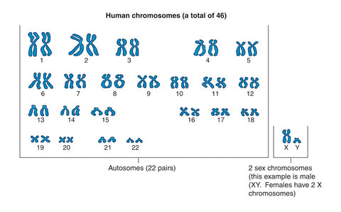 what do chromosomes look like and how are pairs identified