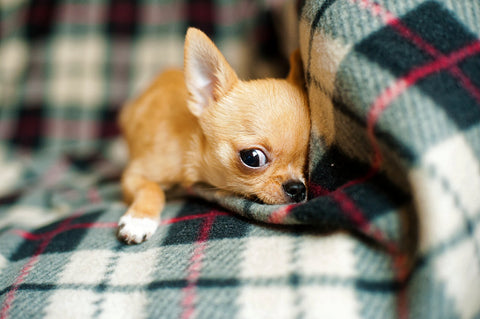 Do Chihuahuas sleep a lot