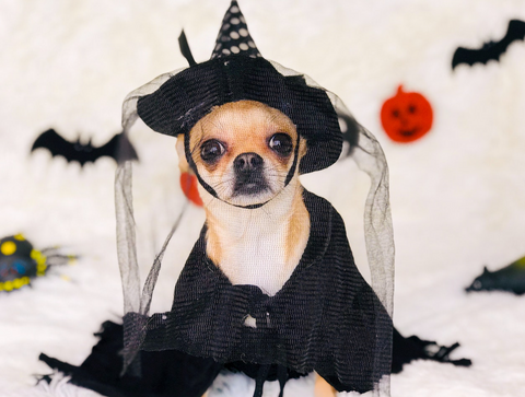 evil Chihuahua devil dog