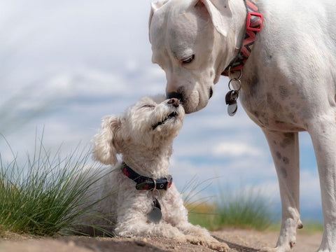 how to socialize your puppy or new dog