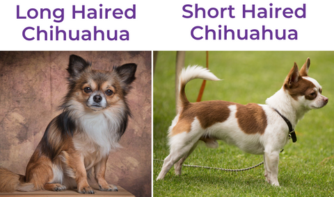 Long haired Chihuahua dogs vs Short haired  Chihuahua dogs