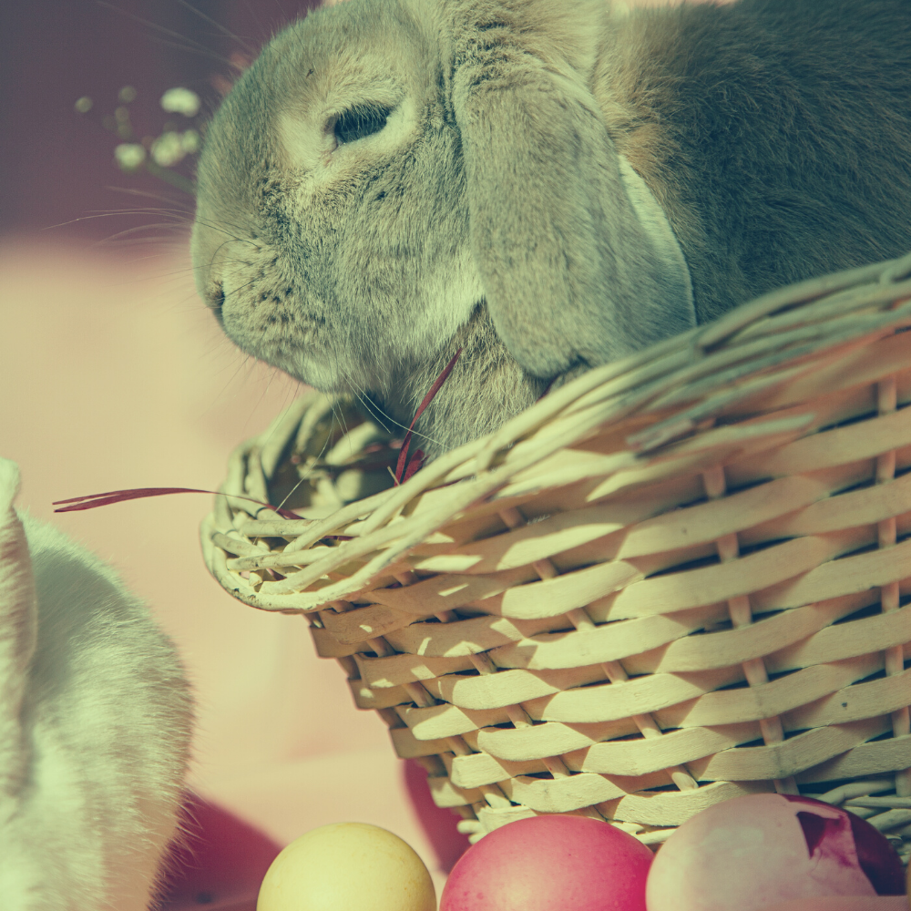 woher kommt der osterhase woher kommt der osterhase