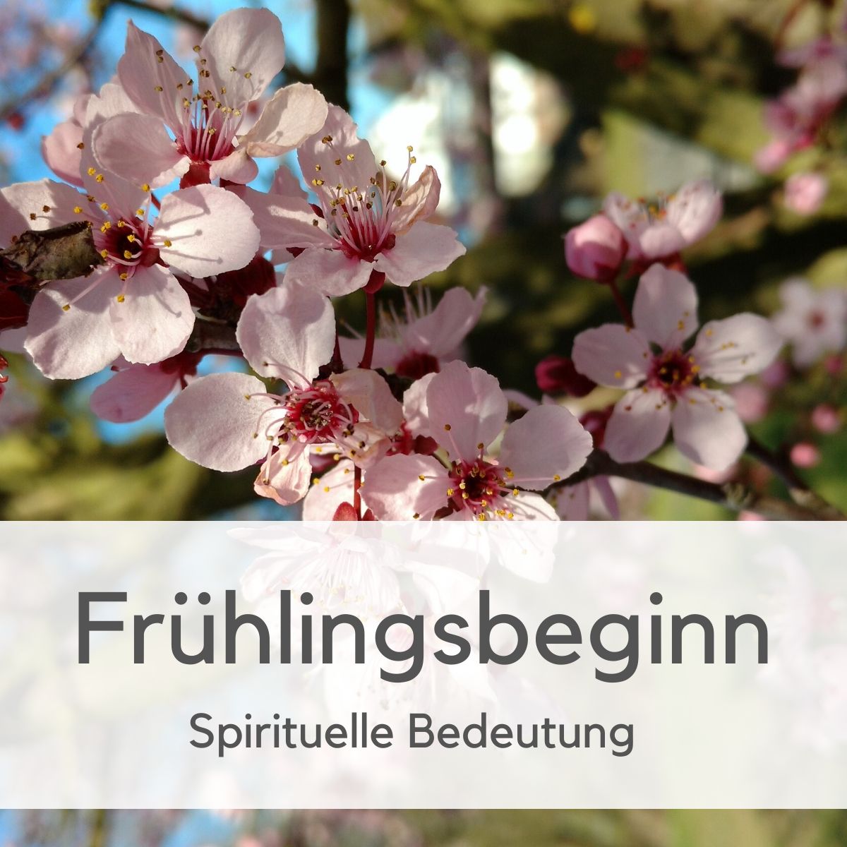 Vollmond März 2020Spirituelle Bedeutung des Frühlings