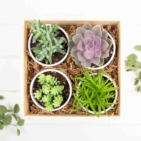 Large Succulent Gift Crate