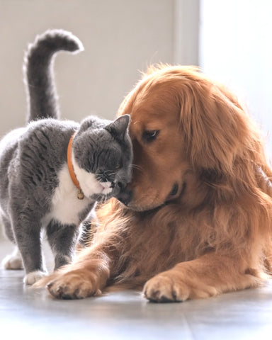 a cat and a dog