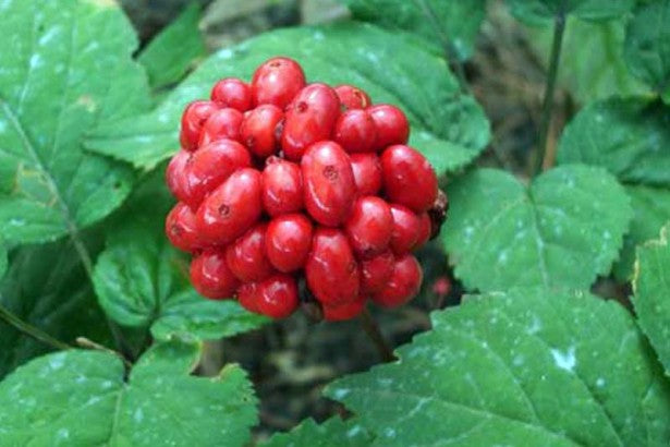 Premium American Ginseng Seeds - Grow Your Own Medicinal Garden- 2 oz