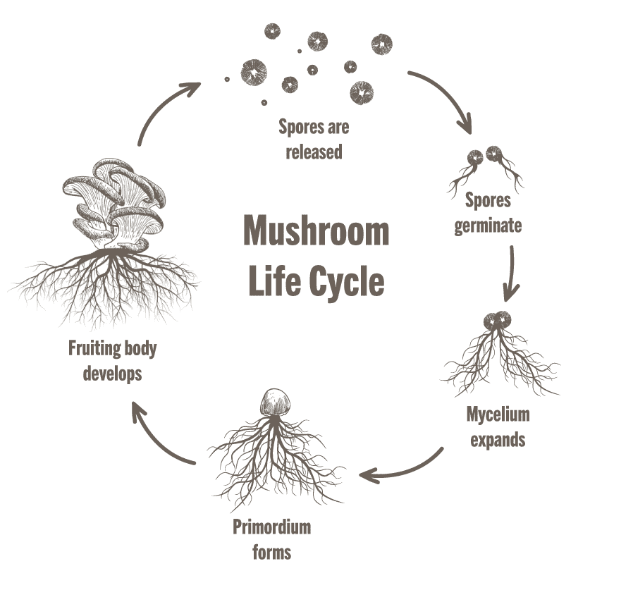 Benefits of Mycelium