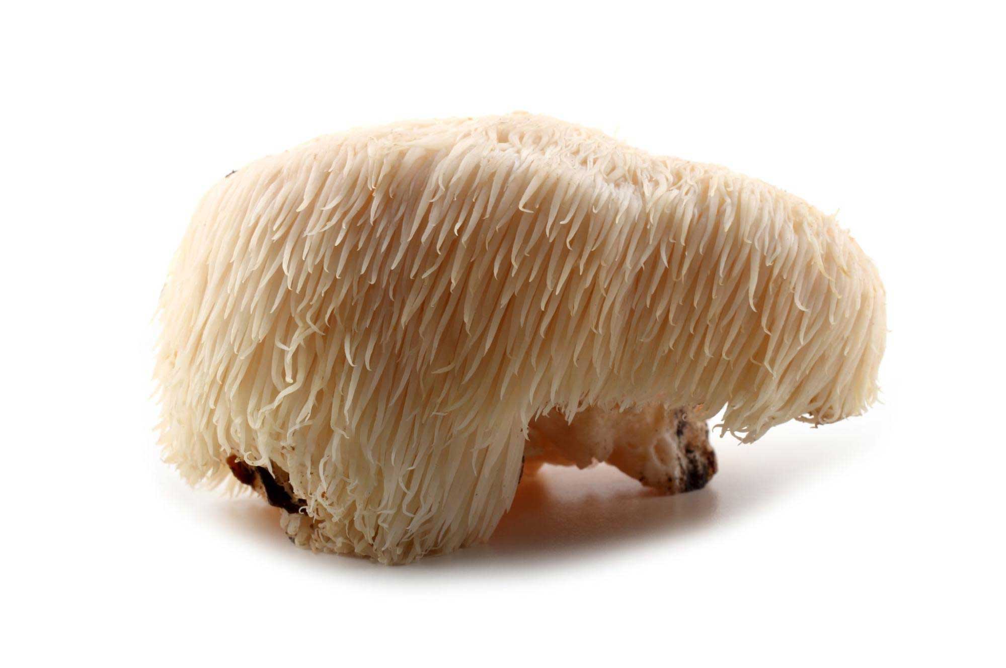 In the lion’s mane mushroom, compounds found in the mycelium and the fruiting body have been reported to stimulate the synthesis of Nerve Growth Factor (NGF) and to promote NGF-induced neurite outgrowth