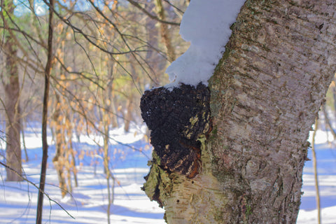 Close-up photo of Chaga functional mushrooms