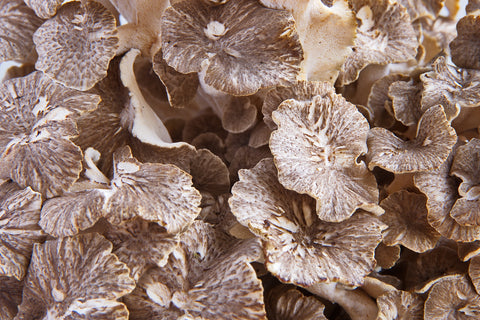 Close-up photo of Maitake functional mushrooms