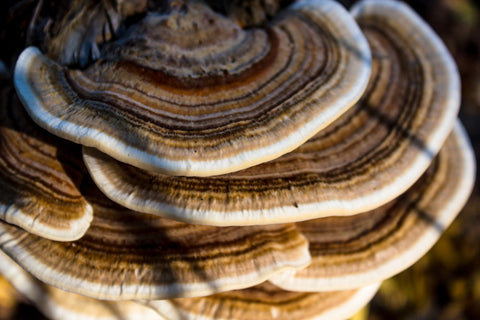 Close-up photo of Turkey Tail functional mushrooms