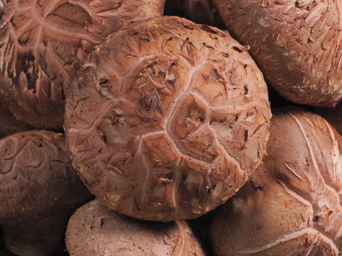 Close-up photo of Shiitake functional mushrooms