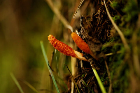 Close-up photo of Cordyceps functional mushrooms