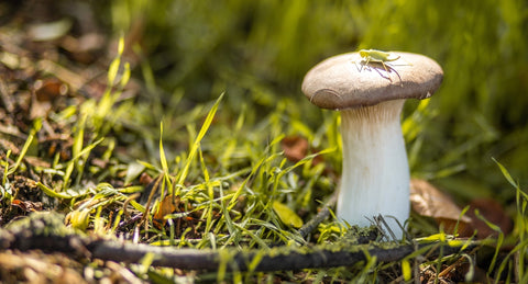 Close-up photo of King Trumpet functional mushrooms