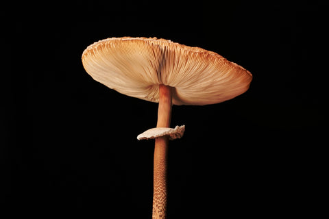  A close-up photo of a Macrolepiota procera parasol mushroom
