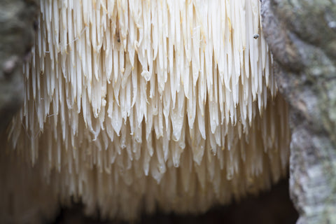Close-up photo of Lion’s Mane functional mushrooms