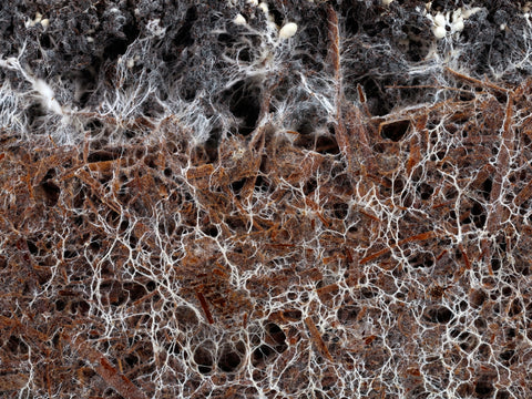 Close-up photo of mycelium of white champignon, Agaricus bisporus, in soil