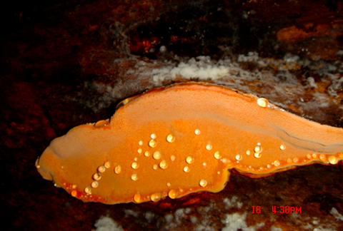 Close-up of Antrodia camphorata fruiting body growing on Cinnamomum kanehirai log in southern Taiwan. Photo taken by Steve Farrar circa 2006