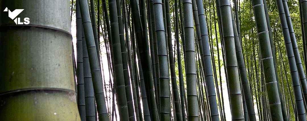 Arbre de Bambou