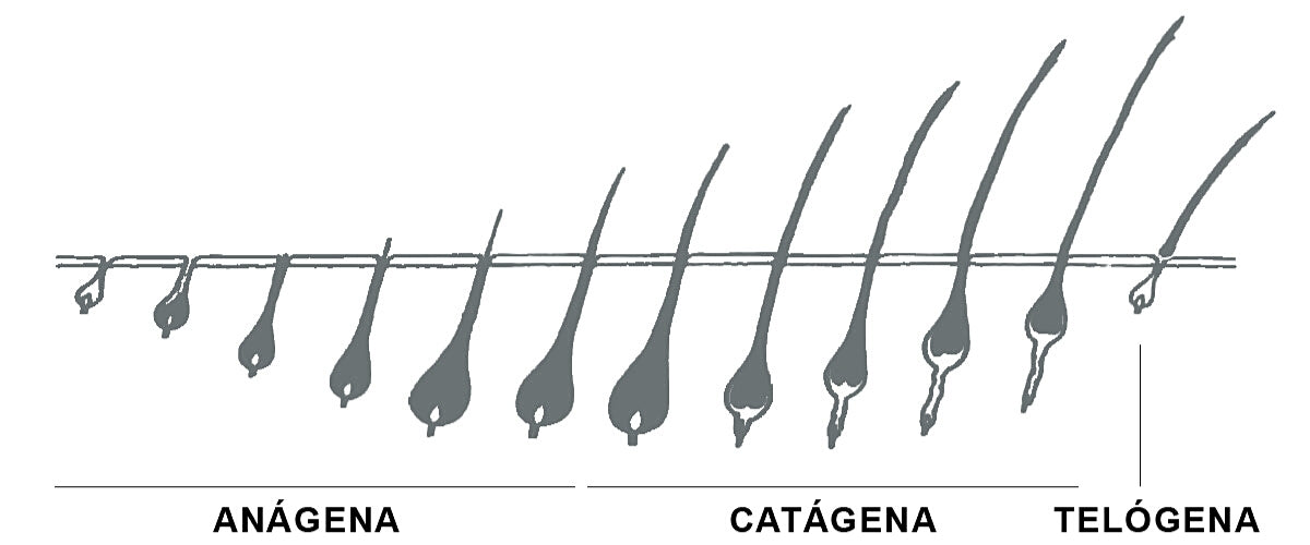 Ciclo capilar