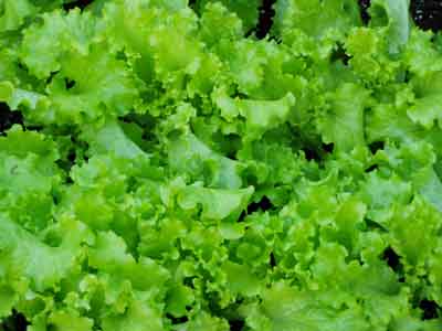 Looseleaf lettuce