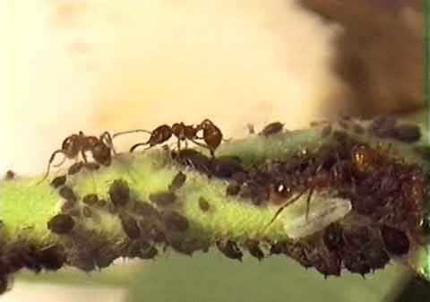 Ants tending aphids