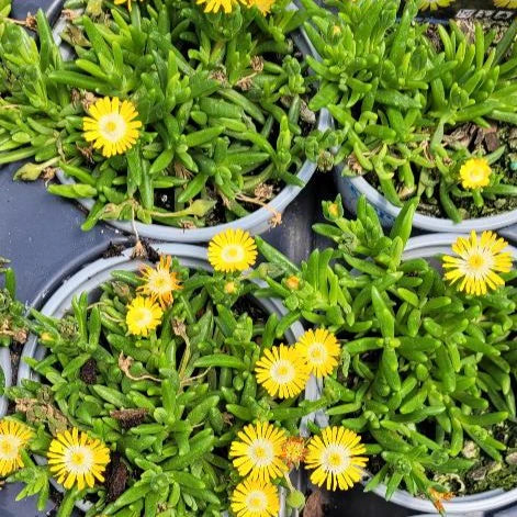 Delosperma Jewel of Desert Series 'Peridot' PP23566 Iceplant - 4.5 inch Pots - Flat of 10
