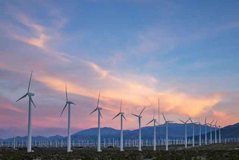 wind turbine farms kill birds
