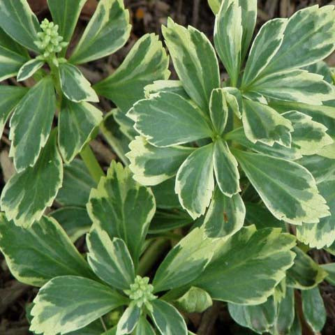 Pachysandra 'Silver Edge' Bare Root Plants (Minimum Quantity: 50 Plants)