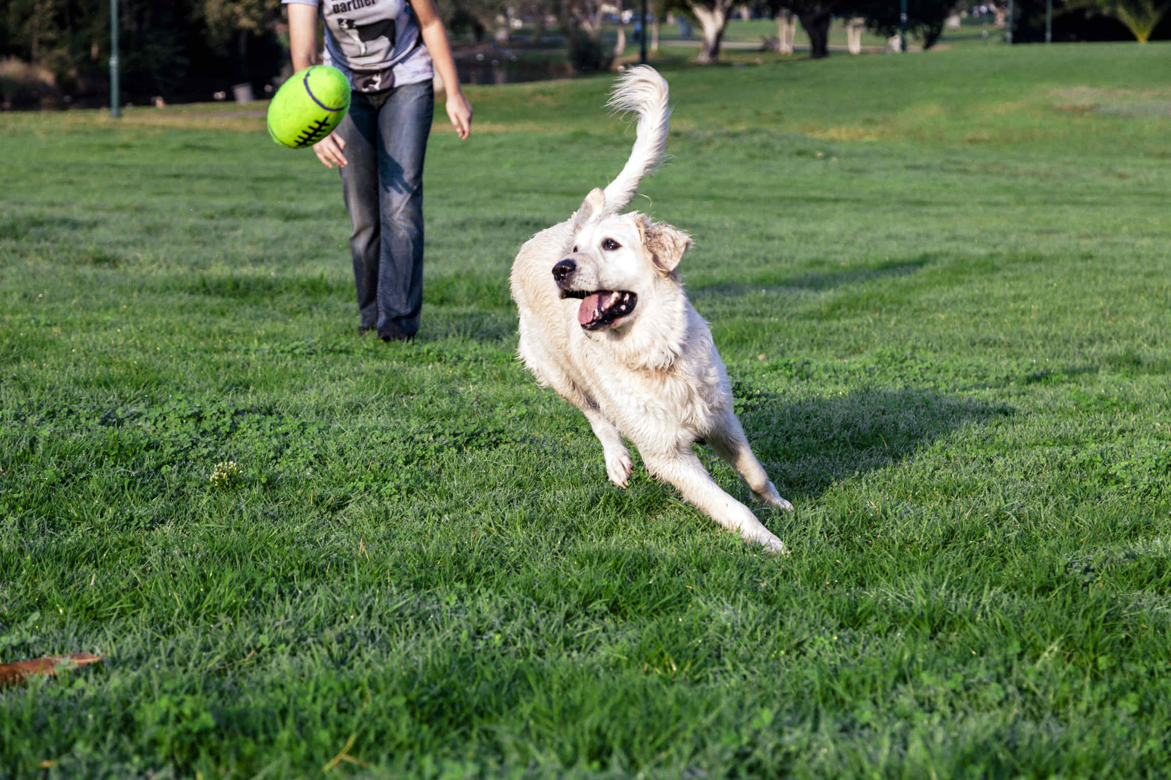 Golden Retriever dog playing with his yellow plush footbal on the park's lawn.