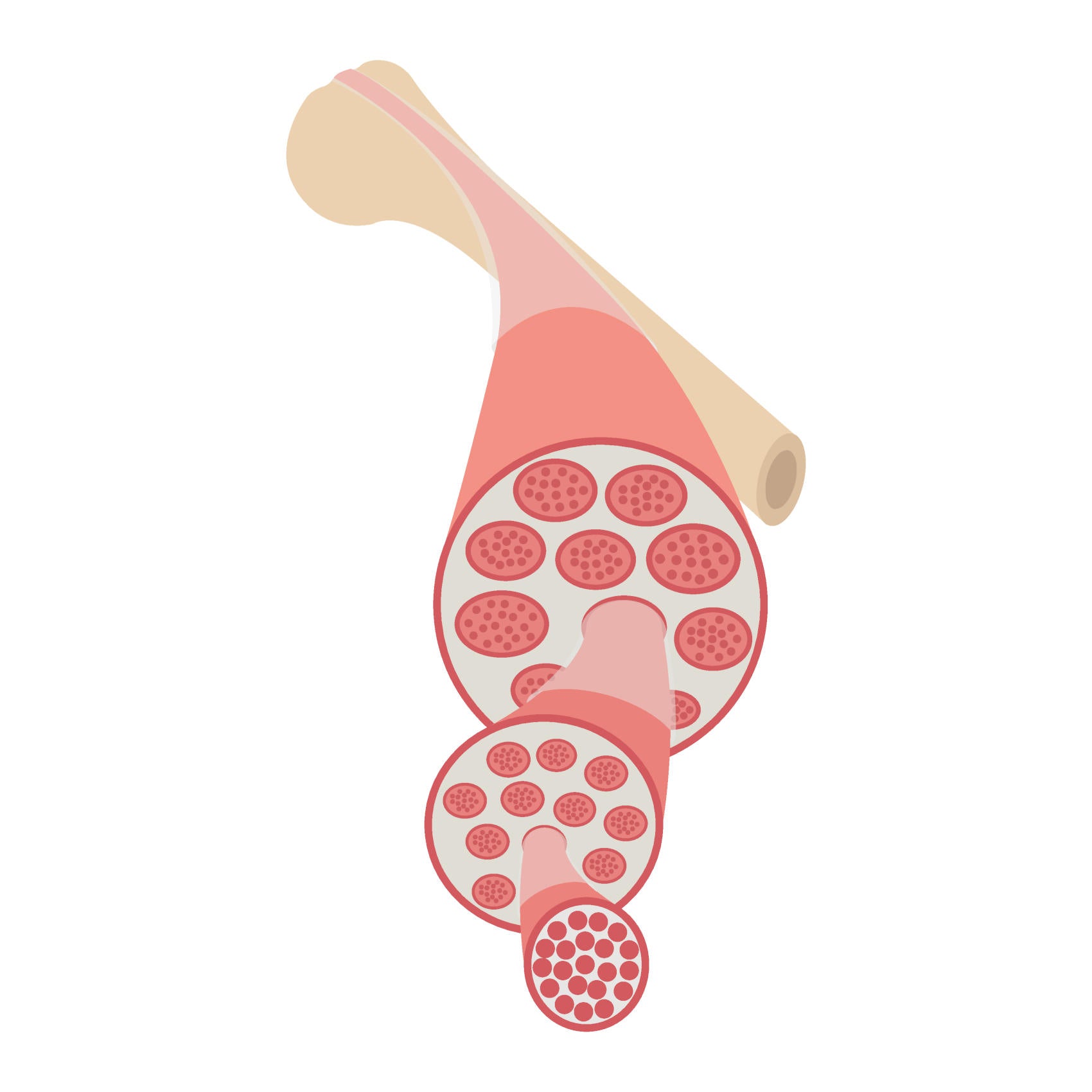 Skeletal muscle flat illustration. Fascia, endomysium, fiber. Connective tissue that separates muscles and internal organs. Can be used for topics like anatomy, human body, myofascial release, massage