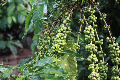organic coffee farming farm