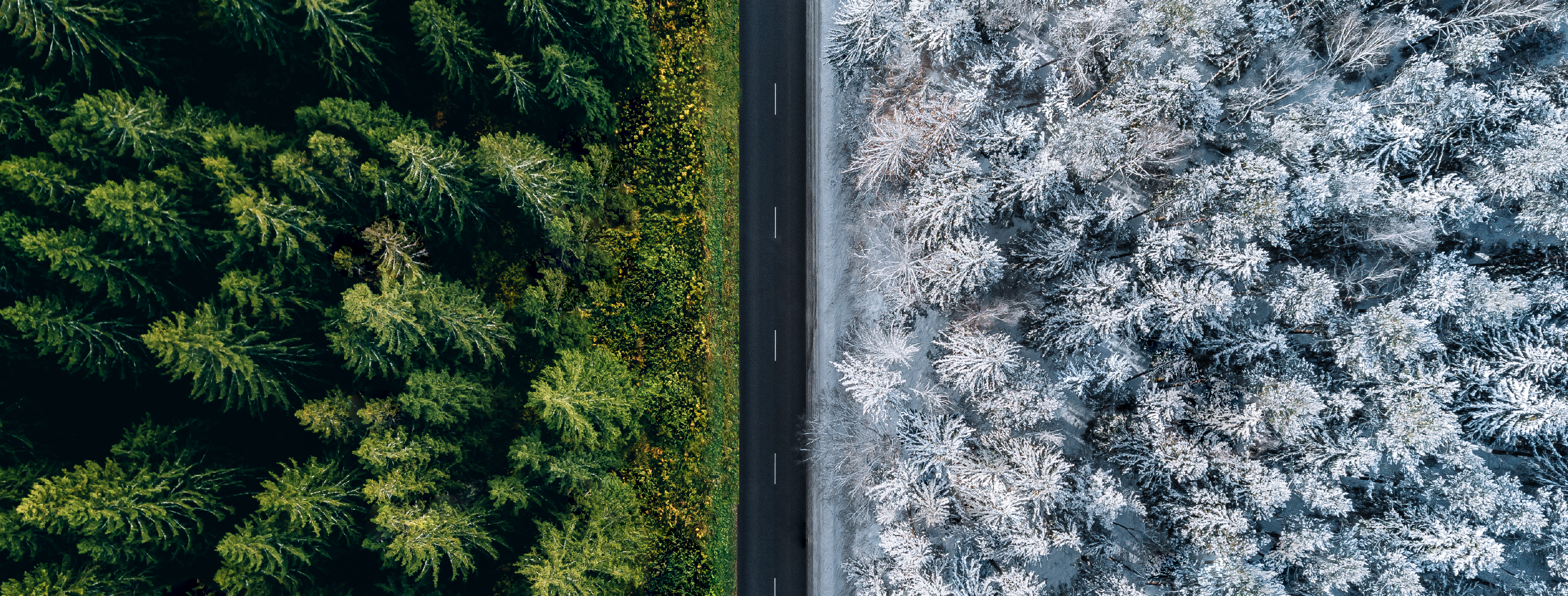 Trees in Summer and Winter