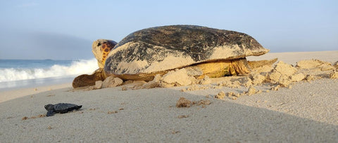 Meeresschildkröten Schutzprojekt Boa Vista