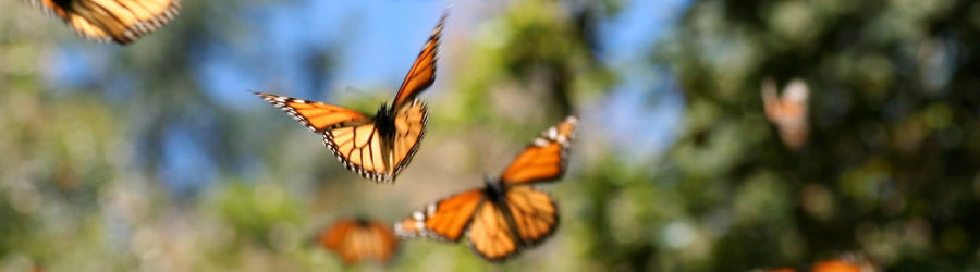 save the monarch butterflies la monarca bakery 