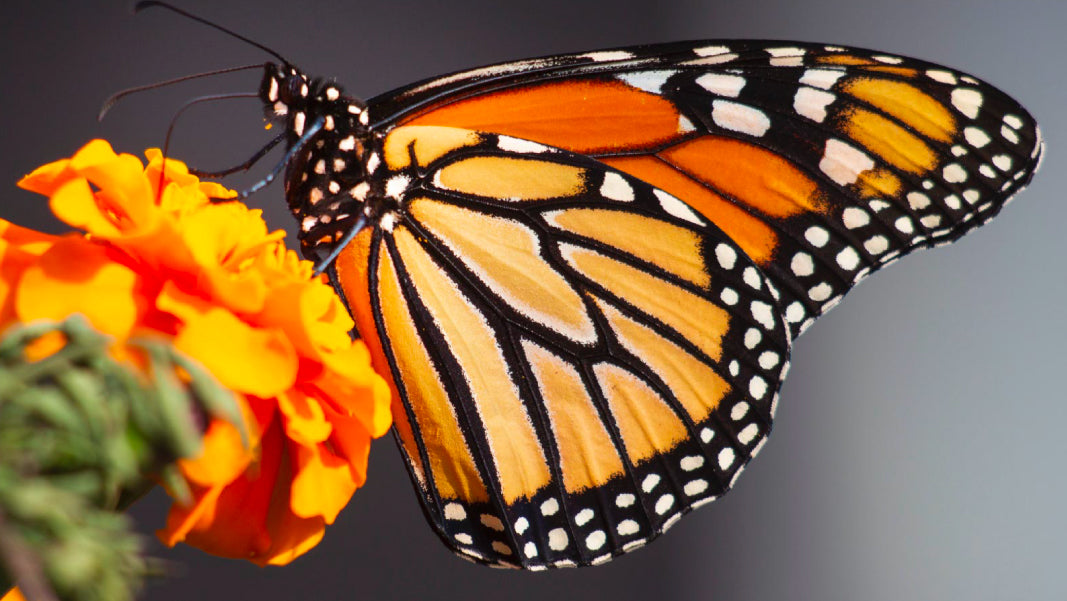 Monarch butterfly monarca papalotl meaning symbolism 