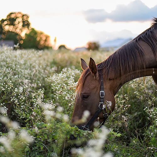 Wholistic Pet Organics Equine Complete Supplement