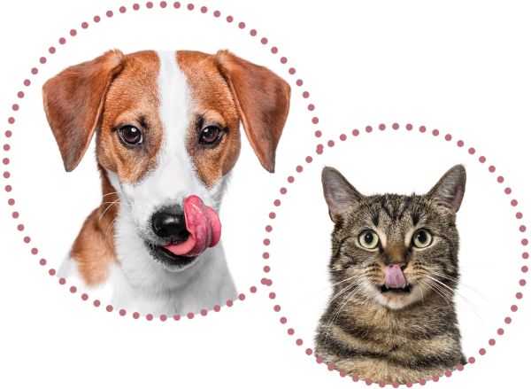 Dog and Cat Licking Lips