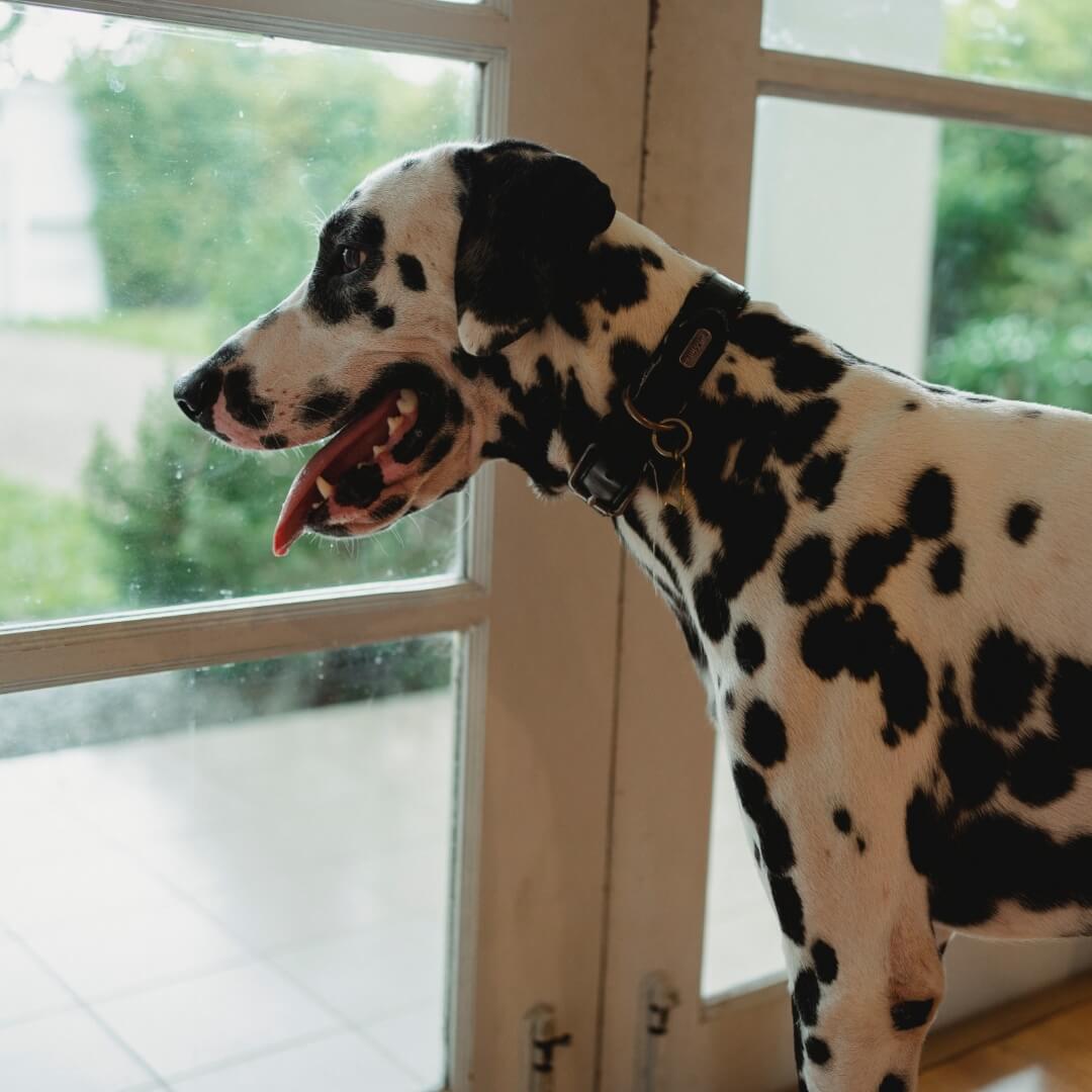 Dalmation looking out window for wholistic pet organics supplements for dogs