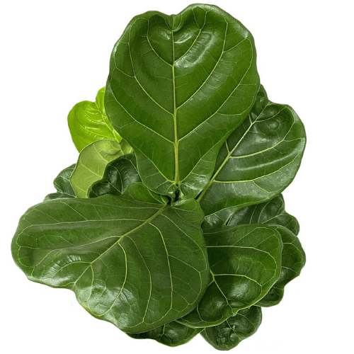 Fiddle Leaf Fig (Ficus Lyrata)