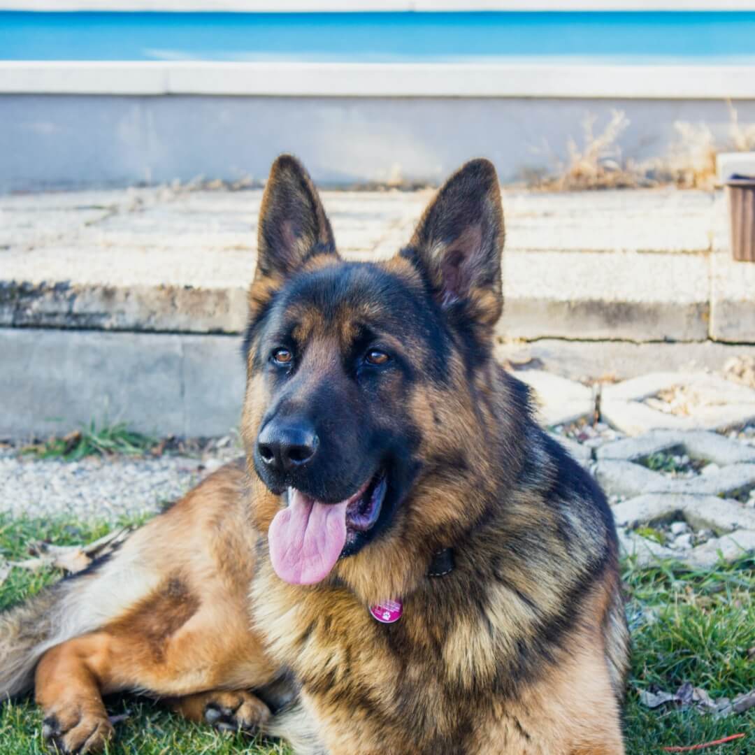 german shepherd sitting outside waiting for wholistic pet organics supplements for dogs