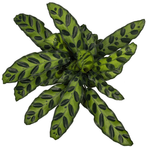 Rattlesnake Plant (Calathea Lancifolia)