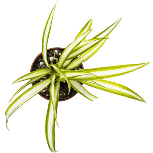 Spider Plant