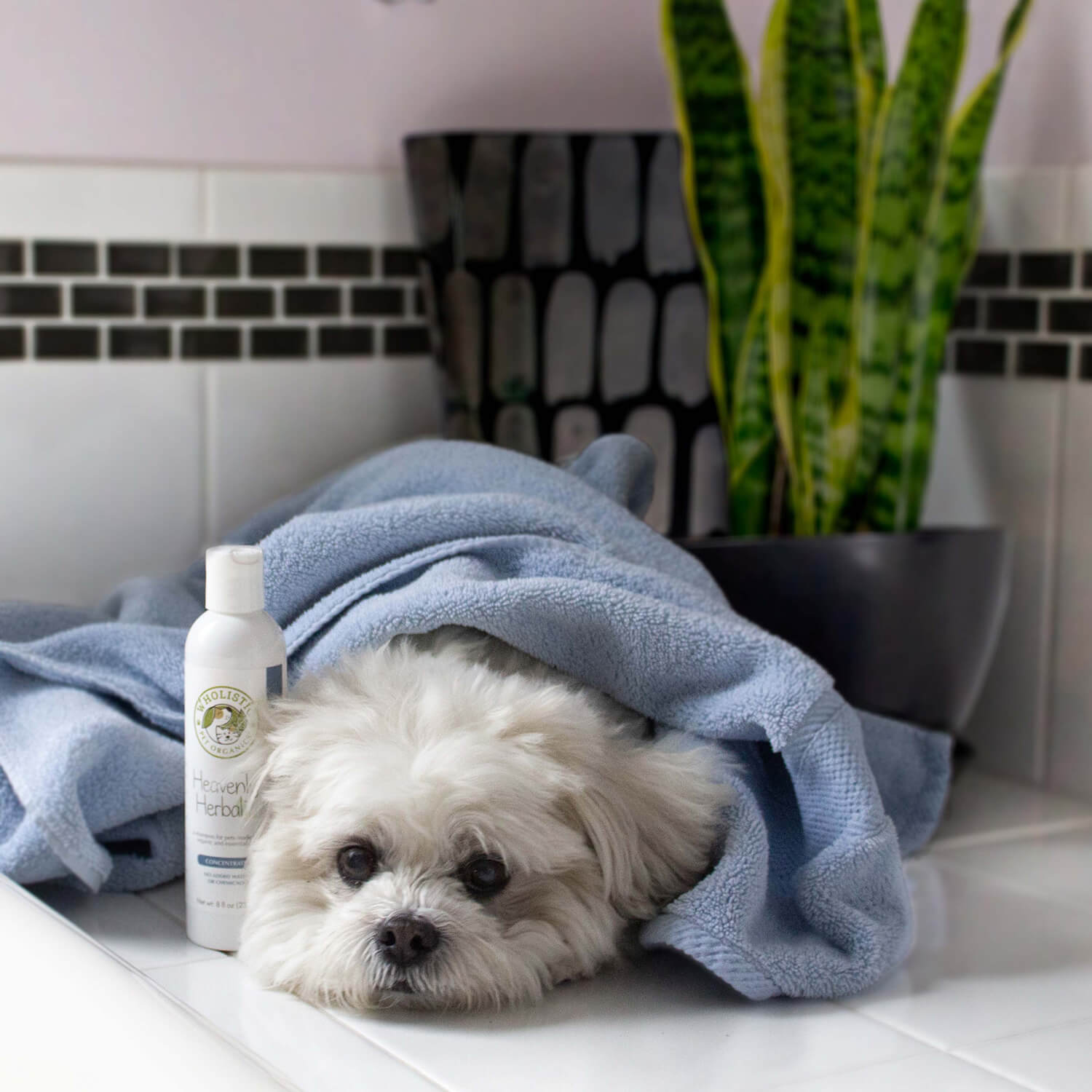White fluffy dog laying with Heavenly Herbal™ Pet Shampoo by the bathtub