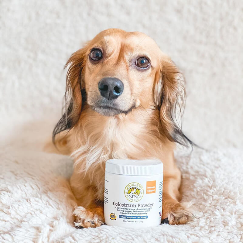 Cute Daschund laying with container of Wholistic pet organics Colostrum powder