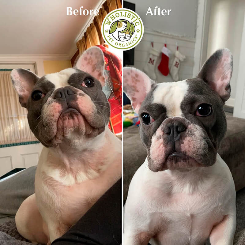 French Bulldog Before and after Wholistic pet organics Colostrum powder