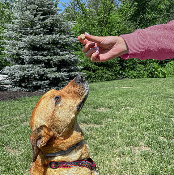 Owner giving dog a Digest All Plus Soft Chew outside